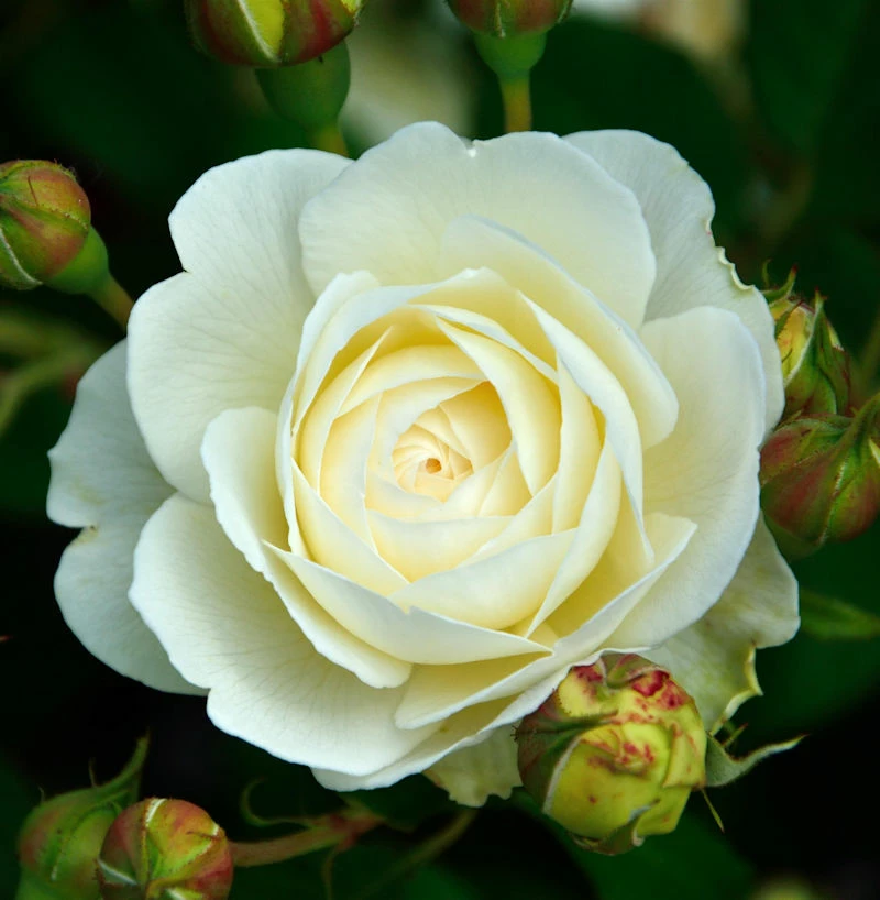 Englische Rose Claire Austin 30-60cm 3 Englische Rose Claire Austin 30-60cm