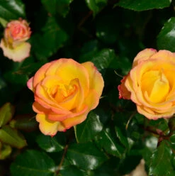 Bodendeckerrose Deseo 20-30cm