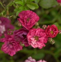 Bodendeckerrose Fairy Dance 20-30cm