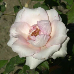 Beetrose Flamingo 20-30cm