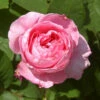 Englische Rose Gertrude Jekyll® 30-60cm