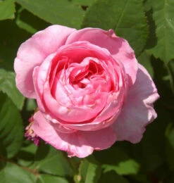Englische Rose Gertrude Jekyll® 30-60cm