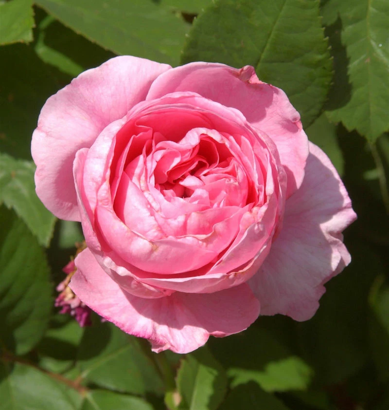 Englische Rose Gertrude Jekyll® 30-60cm 3 Englische Rose Gertrude Jekyll® 30-60cm
