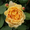 Englische Rose Golden Celebration® 30-60cm 2 Englische Rose Golden Celebration® 30-60cm -NR-01 Verkäufe Rosa Hybrid GoldenCelebration