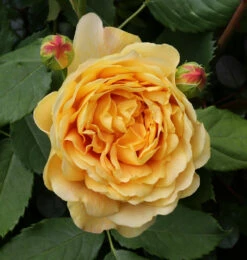 Englische Rose Golden Celebration® 30-60cm