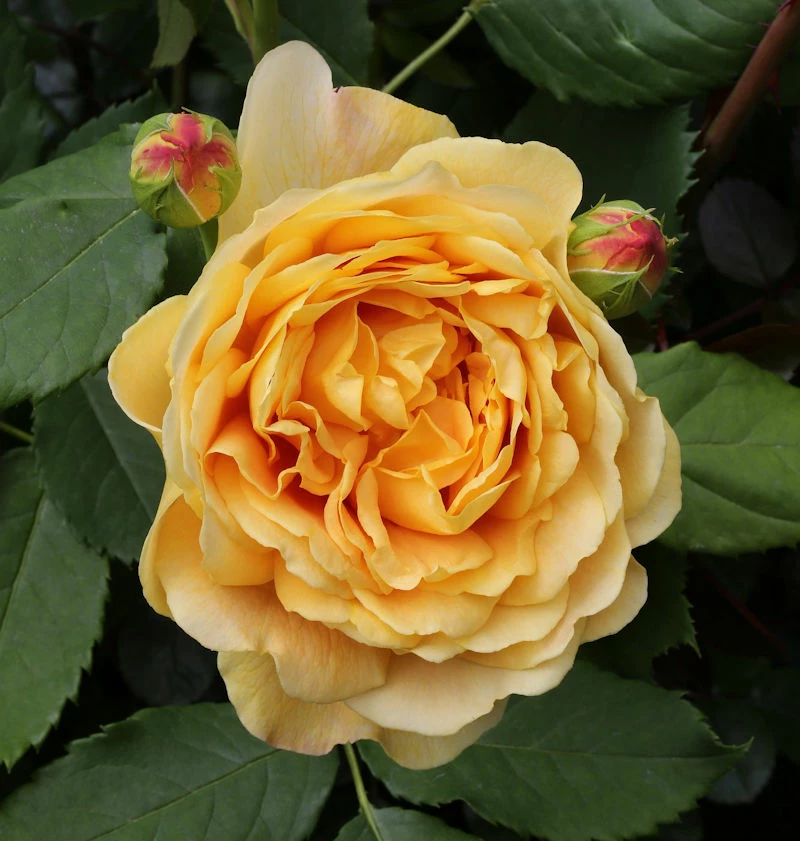 Englische Rose Golden Celebration® 30-60cm 3 Englische Rose Golden Celebration® 30-60cm