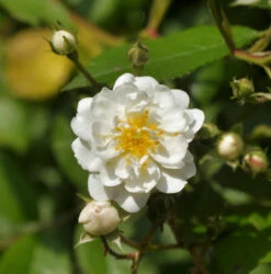 Kletterrose Guirlande D Amour® 30-60cm