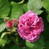 Bourbonrose La Reine Victoria 30-60cm 1 Bourbonrose La Reine Victoria 30-60cm -NR-01 Verkäufe Rosa Hybrid La ReineVictoria