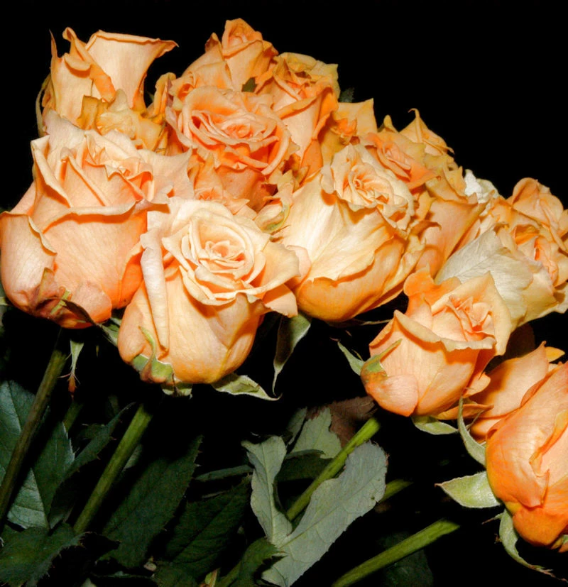 Edelrose Lady Capri 30-60cm 3 Edelrose Lady Capri 30-60cm