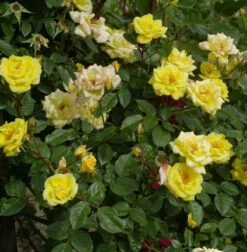 Kletterrose Laura Ford 30-60cm