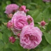 Historische Rose Louise Odier 30-60cm 2 Historische Rose Louise Odier 30-60cm -NR-01 Verkäufe Rosa Hybrid LouiseOdier