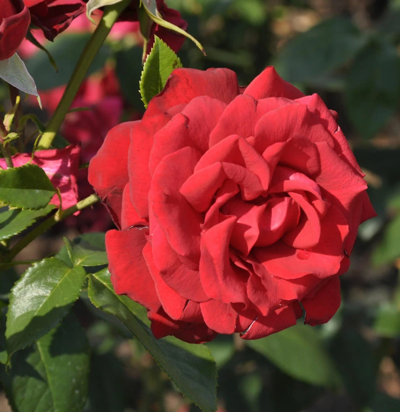 Beetrose Manora 20-30cm 3 Beetrose Manora 20-30cm