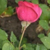 Floribundarose Planten Un Blomen 30-60cm 2 Floribundarose Planten Un Blomen 30-60cm -NR-01 Verkäufe Rosa Hybrid Planten un Blomen