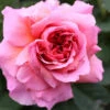 Englische Rose Princess Alexandra Of Kent® 30-60cm 1 Englische Rose Princess Alexandra Of Kent® 30-60cm -NR-01 Verkäufe Rosa Hybrid Princess Alexandra ofKent