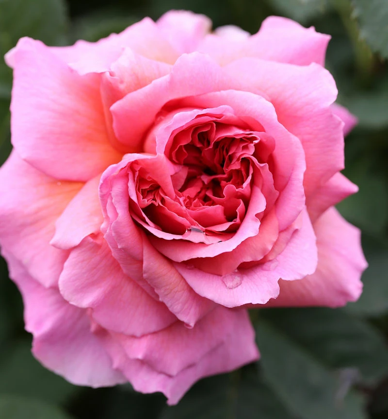 Englische Rose Princess Alexandra Of Kent® 30-60cm 3 Englische Rose Princess Alexandra Of Kent® 30-60cm