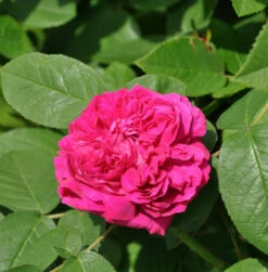 Hochstamm Rose Rose De Resht 80-100cm