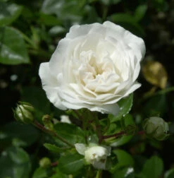 Bodendeckerrose Sea Foam 20-30cm