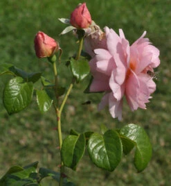 Englische Rose Strawberry Hill 30-60cm