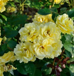 Beetrose Westart 20-30cm