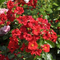 Floribundarose Alpenglühen 30-60cm