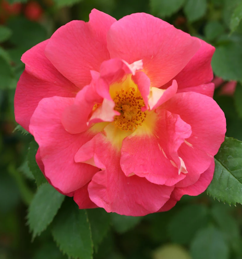 Kletterrose Bajazzo 30-60cm 3 Kletterrose Bajazzo 30-60cm