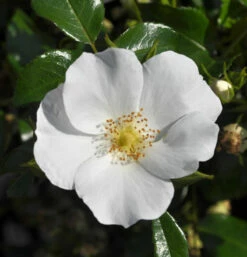 Bodendeckerrose Escimo 20-30cm