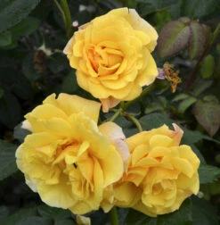 Strauchrose Postillion® 30-60cm