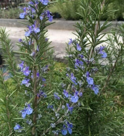 Rosmarin Corsican Blue - Rosmarinus Officinalis
