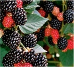 Brombeere Chester - Rubus Fruticosus