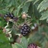 Brombeere Oregon Thornless - Rubus Fruticosus