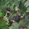 Brombeere Thornfree - Rubus Fruticosus 1 Brombeere Thornfree - Rubus Fruticosus -NR-01 Verkäufe Rubus fruticosus Thornfree 1