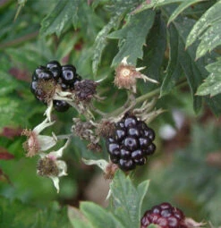 Brombeere Thornfree - Rubus Fruticosus