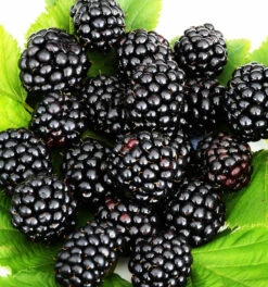 Brombeere Navaho - Rubus Fruticosus