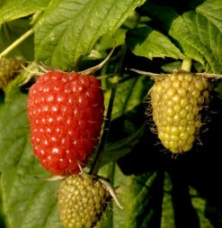 Himbeere Willamette - Rubus Idaeus