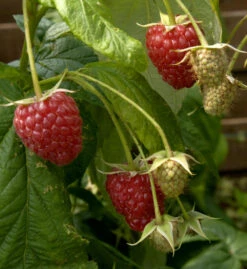 Himbeere Zefa 3 Herbsternte - Rubus Idaeus