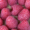 Himbeere Meeker® - Rubus Idaeus 1 Himbeere Meeker® - Rubus Idaeus -NR-01 Verkäufe Rubus idaeusMeeker