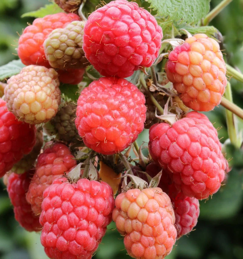 Himbeere Tulameen - Rubus Idaeus 3 Himbeere Tulameen - Rubus Idaeus