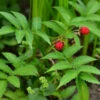 Erdbeerhimbeere - Rubus Illecebrosus 2 Erdbeerhimbeere - Rubus Illecebrosus -NR-01 Verkäufe Rubus illecebrosus
