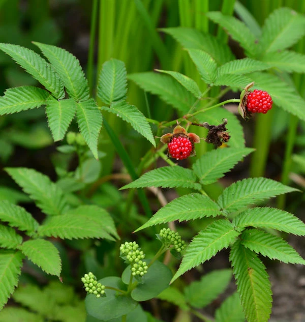 Erdbeerhimbeere - Rubus Illecebrosus 3 Erdbeerhimbeere - Rubus Illecebrosus
