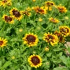 Sonnenhut Summerdaisys Choco Sun - Großer Topf - Rudbeckia Cultorum 1 Sonnenhut Summerdaisys Choco Sun - Großer Topf - Rudbeckia Cultorum -NR-01 Verkäufe Rudbeckia cultorum Summerdaisys Choco Sun