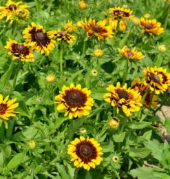 Sonnenhut Summerdaisys Choco Sun - Großer Topf - Rudbeckia Cultorum