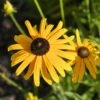 Sonnenhut Speciosa - Großer Topf - Rudbeckia Fulgida 2 Sonnenhut Speciosa - Großer Topf - Rudbeckia Fulgida -NR-01 Verkäufe Rudbeckia fulgida var Speciosa 1