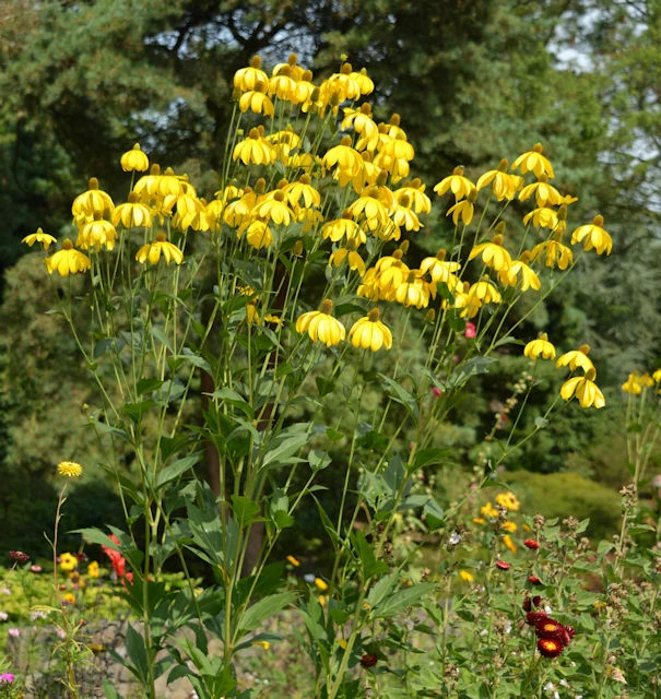Fallschirm Rudbeckia Herbstsonne - Rudbeckia Nitida 3 Fallschirm Rudbeckia Herbstsonne - Rudbeckia Nitida