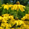 Fallschirm Rudbeckia Juligold - Rudbeckia Nitida 1 Fallschirm Rudbeckia Juligold - Rudbeckia Nitida -NR-01 Verkäufe Rudbeckia nitidaJuligold