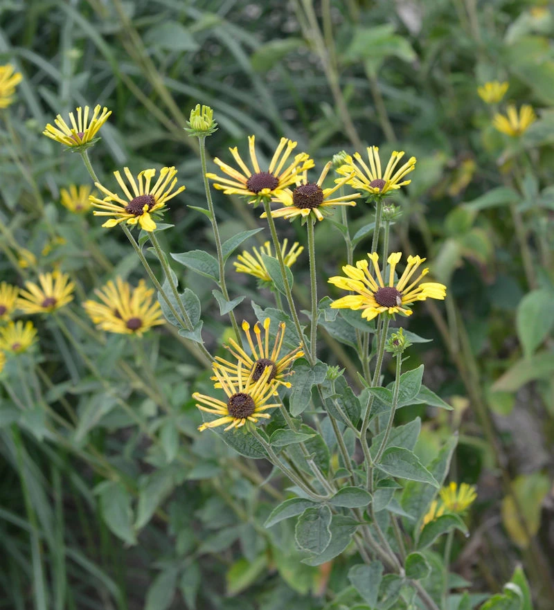 Schwachfilziger Sonnenhut Little Henry - Rudbeckia Subtomentosa 3 Schwachfilziger Sonnenhut Little Henry - Rudbeckia Subtomentosa