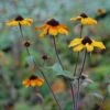 Rudbeckia Prairie Glow - Rudbeckia Triloba