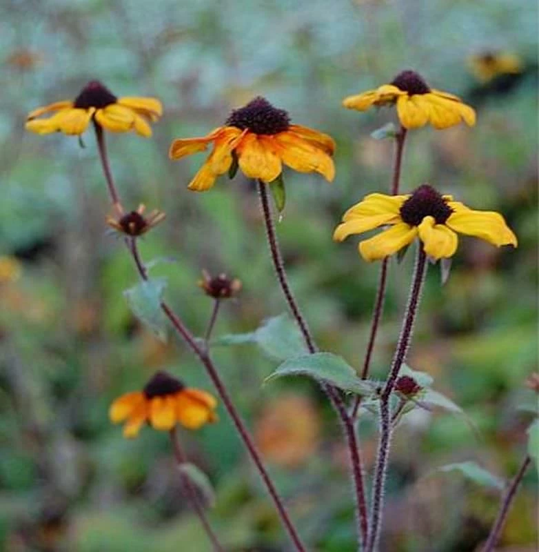 Rudbeckia Prairie Glow - Rudbeckia Triloba 3 Rudbeckia Prairie Glow - Rudbeckia Triloba
