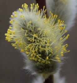 Hochstamm Hängeweide Nico 60-80cm - Salix Caprea