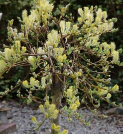 Hochstamm Kriechweide Voorthuizen 60-80cm - Salix Repens