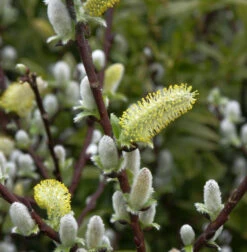 Hochstamm Spieß Weide Wehrhahnii 60-80cm - Salix Hastata